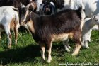 FICELLE - chèvre miniature des Tourelles
