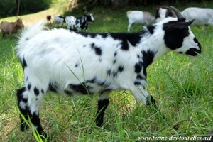 MAEVA des Tourelles - chèvre miniature