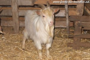 MIGNON de Poyaller - bouc miniature des Tourelles