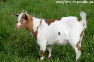 OKARA des Tourelles - chèvre semi-miniature aux yeux bleus
