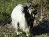 ELVIS - bouc miniature à poils longs des Tourelles