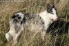 LAVANDE des Tourelles - chienne Border Collie non LOF bleu merle aux yeux bleus