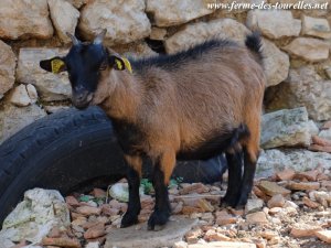 IZZILY des Tourelles - chèvre toy