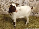 LENNA - chèvre miniature des Tourelles
