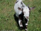 MAÏWEN des Tourelles - chèvre miniature