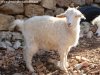 IRIS - chèvre semi-miniature aux yeux bleus et semi-angora des Tourelles
