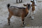 PALMYRE - chèvre miniature aux yeux bleus