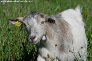 HANISETTE - chèvre miniature des Tourelles