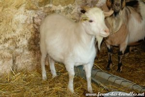 R2D2 de l'élevage PELUCHE & FANFAN - bouc miniature semi-angora yeux bleu à la Ferme des Tourelles