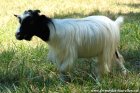 LORIE des Tourelles - chèvre toy ou extra-naine à poils longs