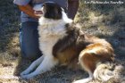 DOLLY - chienne Border Collie