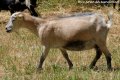 Chèvres et boucs miniatures chamoisés dilué des Tourelles