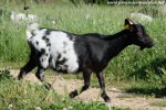 FLOFLO - chèvre extra-naine des Tourelles