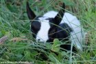 LOGGI des Tourelles - chevreau miniature