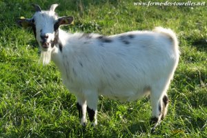 FLUTINE - chèvre miniature des Tourelles