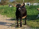 JOLLY des Tourelles - chèvre naine