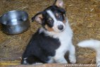 Chiot type Border Collie des Tourelles tricolore