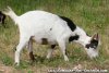 SHAEVA des Tourelles - chèvre miniature aux yeux bleus