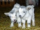 JESSIE & JERRY des Tourelles - chevreaux nains