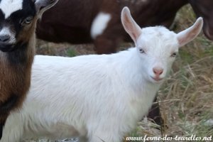 PIMKY des Tourelles - chevrette miniature aux yeux bleus, semi-angora possible