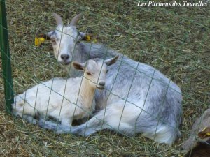 FLANELLE et Holly - chèvre naine et toy