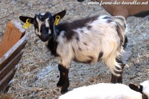 NITA des Tourelles - chèvre extra-toy à poils mi-longs