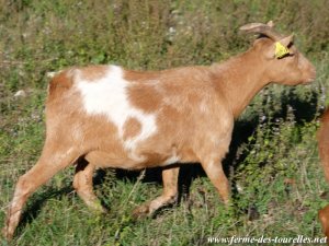 FLAMME - chèvre extra-naine des Tourelles