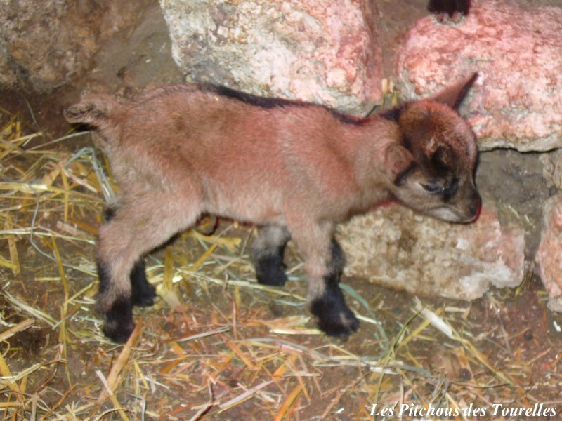 élevage Chèvre Toy Nord Pas De Calais